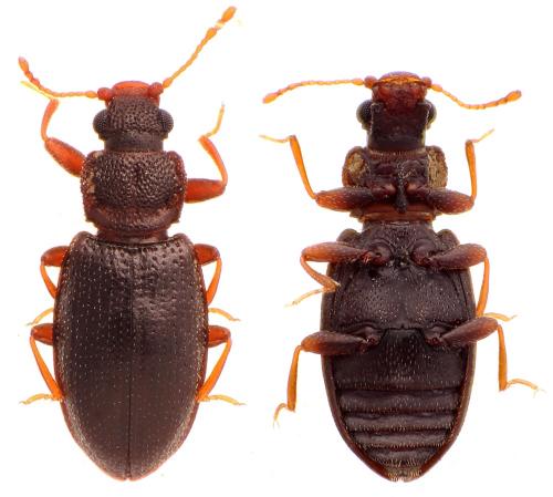 Enicmus rugosus
